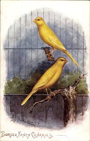 Image du vendeur pour Knstler Ansichtskarte / Postkarte Chatterton, S., Border Fancy Canaries, Kanarienvgel mis en vente par akpool GmbH