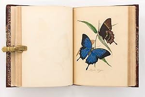 Image du vendeur pour Natural History of the Insects of India . A New Edition, brought down to the present state of the Science . by J.O. Westwood mis en vente par Michael Treloar Booksellers ANZAAB/ILAB
