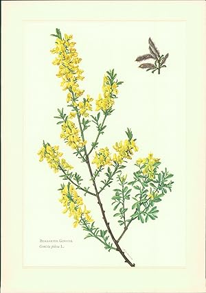 Kunstdruck - Offsetdruck. Behaarter Ginster - Genista pilosa L. Farboffsetdruck. Offset-Lithograp...