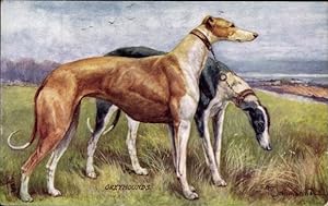 Künstler Ansichtskarte / Postkarte Drummond, Eileen, Greyhounds, Windhunde, Tuck 9381