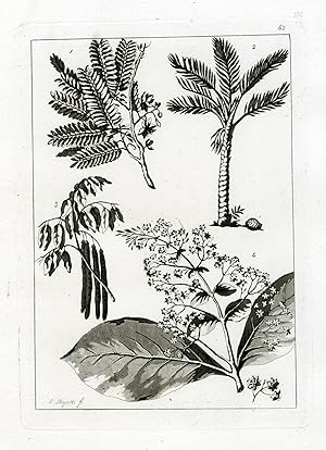 Bild des Verkufers fr Antique Print-PLANT SPECIES-BURMA-MYANMAR-PL.LXVII.-Ferrario-Bigatti-c.1827 zum Verkauf von Pictura Prints, Art & Books