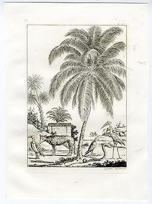 Antique Print-INDIA-ANIMALS-FLORA-PL.III.-Ferrario-Zancon-c.1827