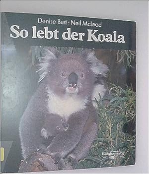So lebt der Koala