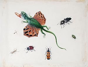 Image du vendeur pour A Flying Lizard, Surrounded by Beetles and Other Insects mis en vente par Arader Galleries Drawings & Watercolors
