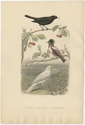 Antique Print of various Blackbird by Fournier (c.1860)