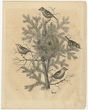 Antique Print of various Birds by Hoffmann (1847)