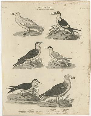 Antique Print of Gull, Tern and Skimmer Bird Species by Rees (c.1810)