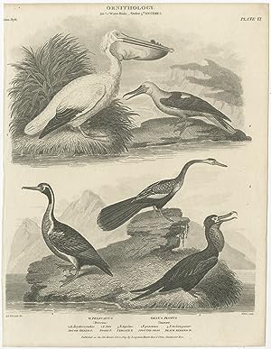 Antique Print of Pelican and Darter Birds by Rees (1809)