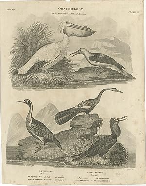 Antique Print of Pelican and Darter Birds by Rees (1809)