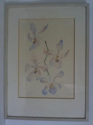 Orchideen-Studie - Original-Aquarell