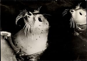 Bild des Verkufers fr Ansichtskarte / Postkarte Insel Sylt, Seehunde im Wasser, Robben zum Verkauf von akpool GmbH