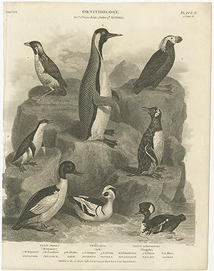 Antique Print of Merganser, Auk and Penguin Bird Species by Rees (1806)