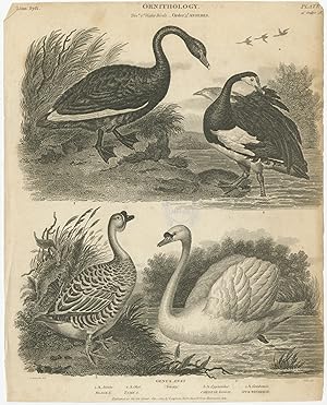 Antique Print of Swan Species by Rees (1805)