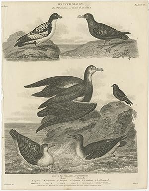 Antique Print of Petrel and Albatros Bird Species by Rees (1806)