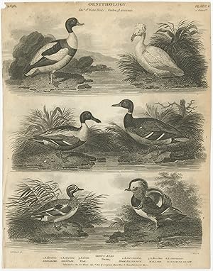 Antique Print of the Shoveler, Teal, Mallard and other Bird Species by Rees (1807)