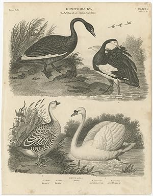 Antique Print of Swan Species by Rees (1805)