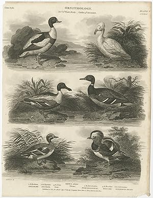 Antique Print of the Shoveler, Teal, Mallard and other Bird Species by Rees (1807)