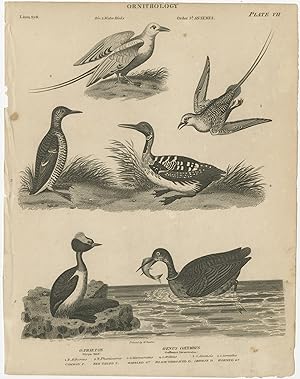 Antique Print of Tropic Bird and Diver Bird Species by Rees (1811)