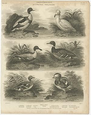 Antique Print of the Shoveler, Teal, Mallard and other Bird Species by Rees (1807)