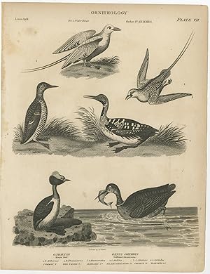 Antique Print of Tropic Bird and Diver Bird Species by Rees (1811)