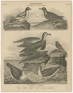 Antique Print of Petrel and Albatros Bird Species by Rees (1811)