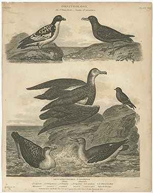 Antique Print of Petrel and Albatros Bird Species by Rees (1811)