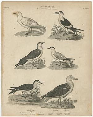 Antique Print of Gull, Tern and Skimmer Bird Species by Rees (1811)