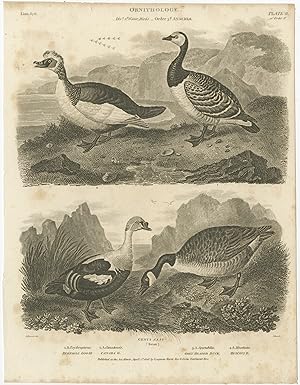 Antique Print of Goose and Duck Species by Rees (1806)