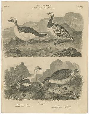 Antique Print of Goose and Duck Species by Rees (1806)