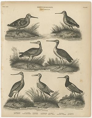 Antique Print of Woodcock Bird Species by Rees (c.1810)