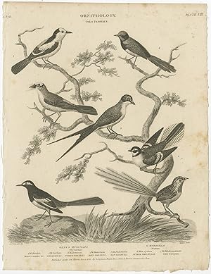 Antique Print of Fly Catcher and Warbler Bird Species by Rees (1811)