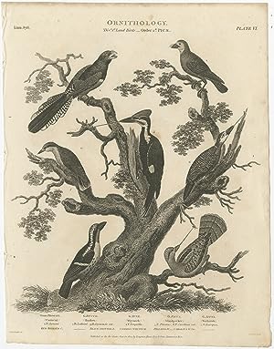 Antique Print of Woodpecker, Nuthatch and other Bird Species by Rees (1804)