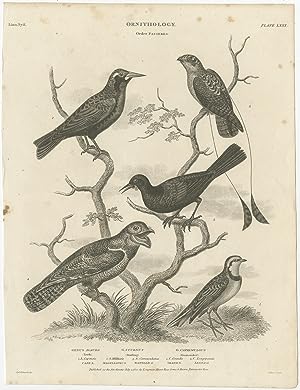 Antique Print of Lark, Starling and Goatsucker Bird Species by Rees (1820)