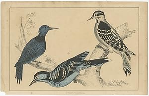 Antique Print of various Woodpeckers by Fullarton (c.1850)