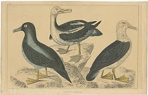 Antique Print of various Sea Birds by Fullarton (c.1850)