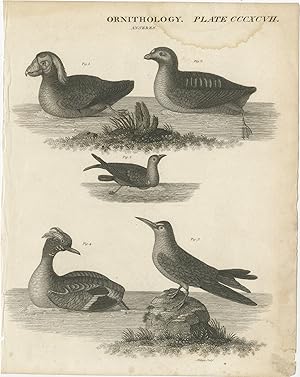 Antique Print of various Birds by Wilson (c.1850)