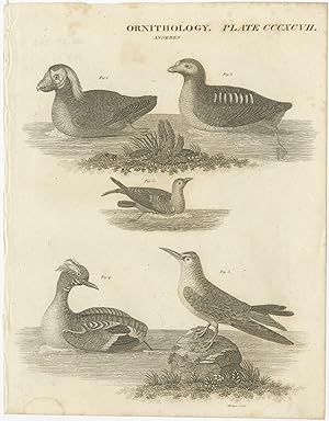 Antique Print of various Birds by Wilson (c.1850)