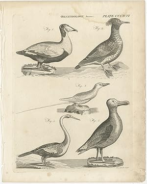 Antique Print of various Birds by Archibald (c.1850)