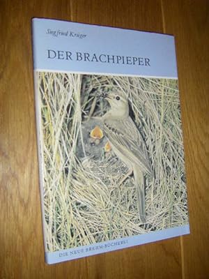 Der Brachpieper. Anthus campestris