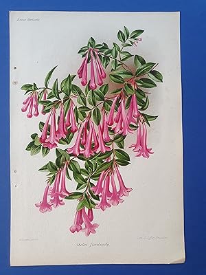 Fleurs Revue HORTICOLE - Lithographie couleurs XIXe Siècle - "Abelia Floribunda"