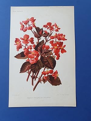 Fleurs Revue HORTICOLE - Lithographie couleurs XIXe Siècle - "Begonia Triomphe des Belvédères"