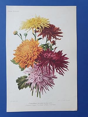Fleurs Revue HORTICOLE - Lithographie couleurs XIXe Siècle - "Chrysanthèmes décoratifs de pleine ...