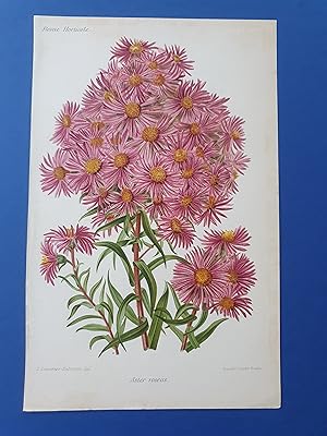 Fleurs Revue HORTICOLE - Lithographie couleurs XIXe Siècle - "Aster Roseus"