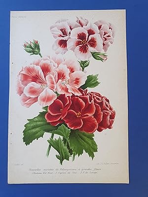 Fleurs Revue HORTICOLE - Lithographie couleurs XIXe Siècle - "Nouvelles variétés de Pélargonium à...