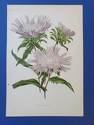 Fleurs Revue HORTICOLE - Lithographie couleurs XIXe Siècle - "Stokesia cyanea proecox"