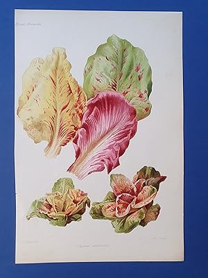 Fleurs Revue HORTICOLE - Lithographie couleurs XIXe Siècle - "Chicorée Vénitienne"