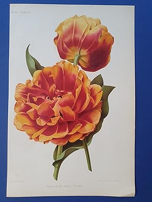 Fleurs Revue HORTICOLE - Lithographie couleurs XIXe Siècle - "Tulipe double hâtive Toréador"