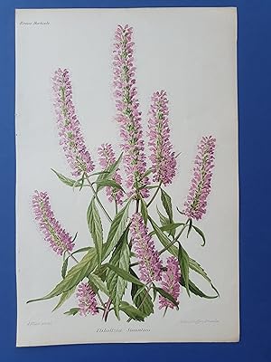 Fleurs Revue HORTICOLE - Lithographie couleurs XIXe Siècle - "Elsholtzia Stauntoni"