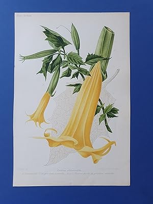 Fleurs Revue HORTICOLE - Lithographie couleurs XIXe Siècle - "Datura Chlorantha"