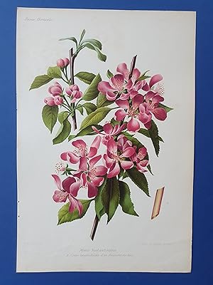 Fleurs Revue HORTICOLE - Lithographie couleurs XIXe Siècle - "Malus niedzwetzkiana"